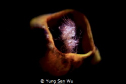 Location :Lembeh Indonesias Canon 5dsr Canon EF 100mm f/2... by Yung Sen Wu 